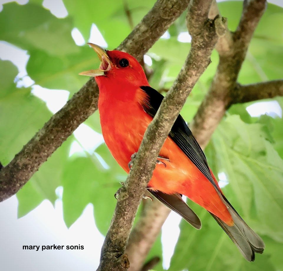 2025.05.10 Scarlet tanager singing copy.jpg