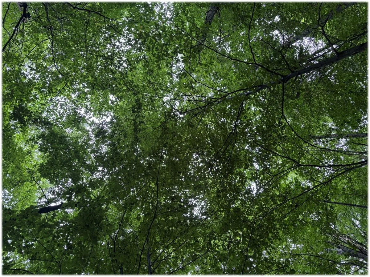 Arbutus Run Preserve Forest Canopy.John Watts.jpg