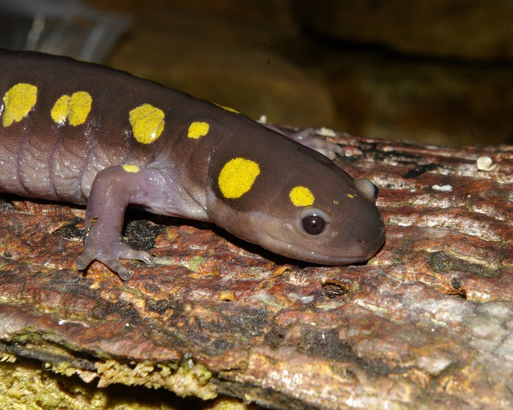 Spotted Salamander 3-14-10-5.sm.jpg