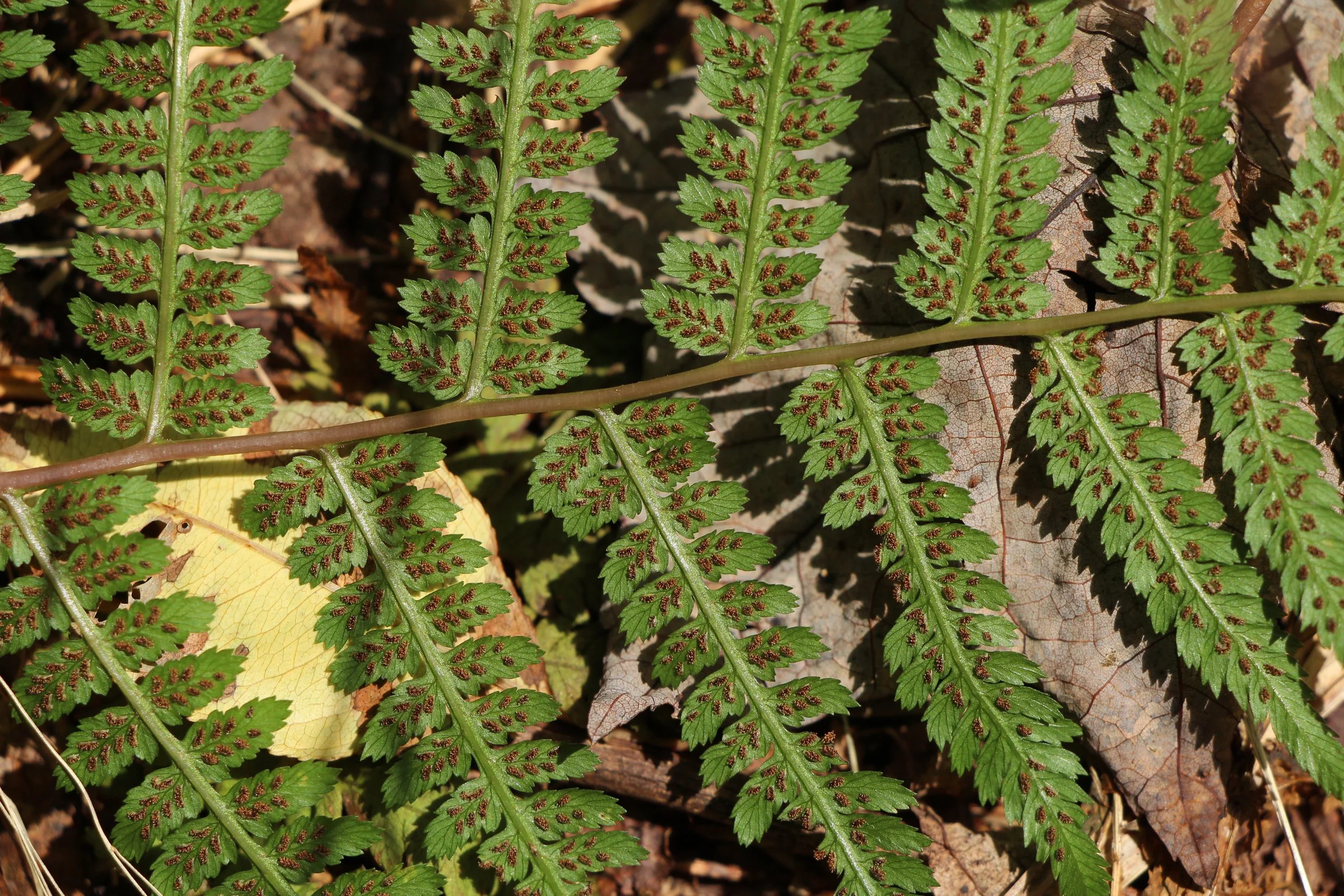 ferns & allies (1).JPG