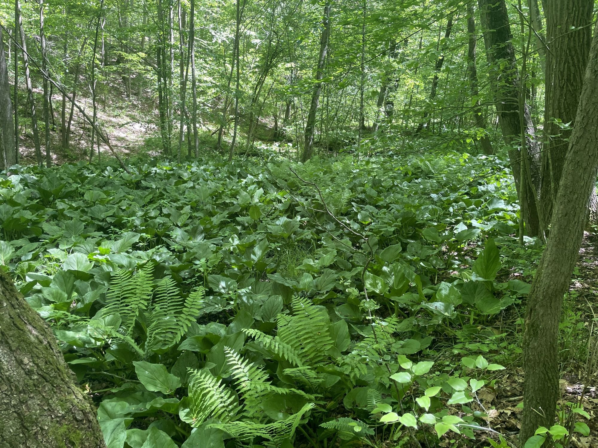 Ferns and skunk cabbage.jpg