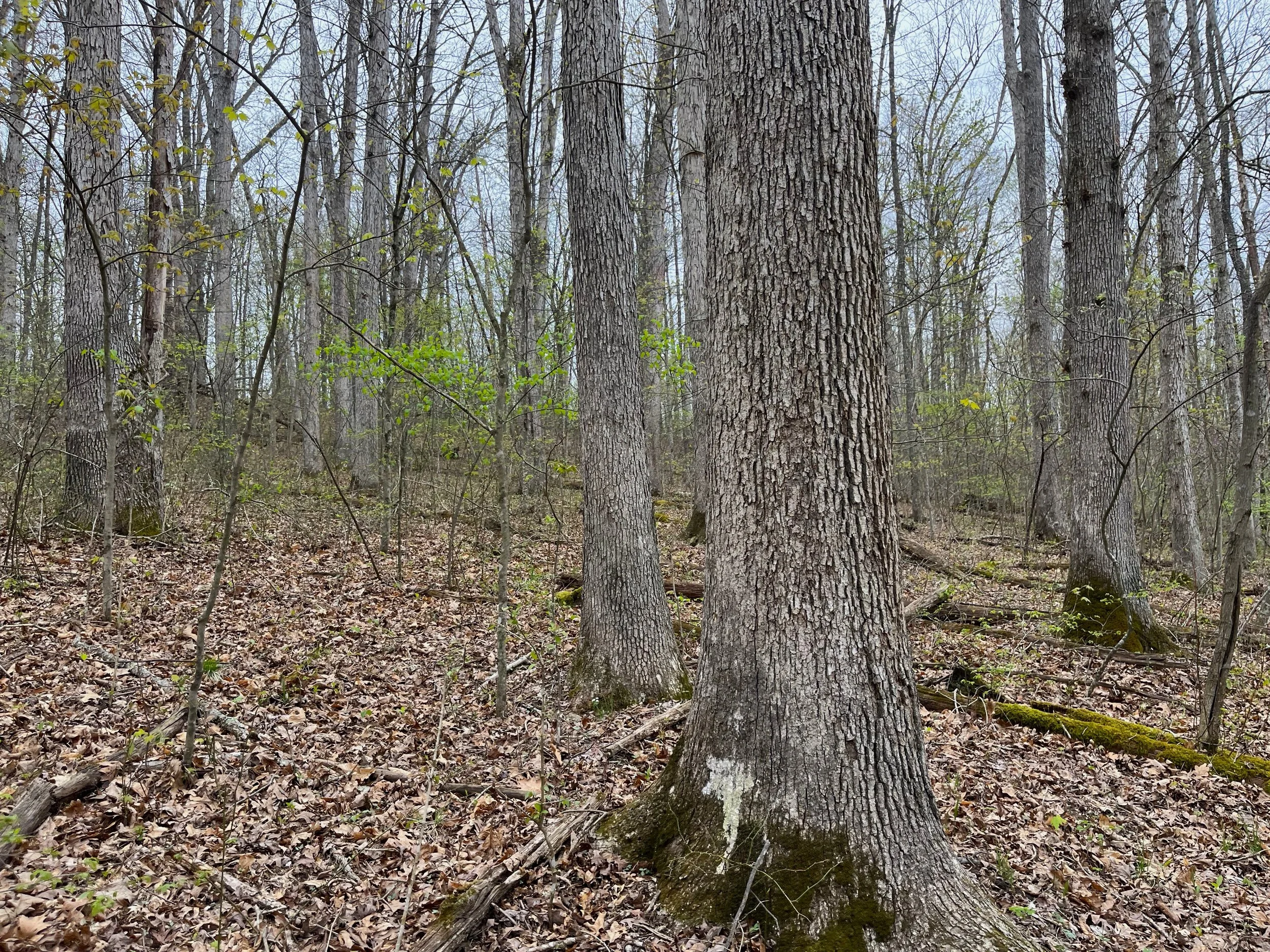 Skidmore Apr 13 2026.jpg