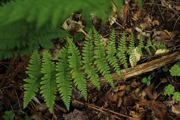 ferns & allies (17).JPG