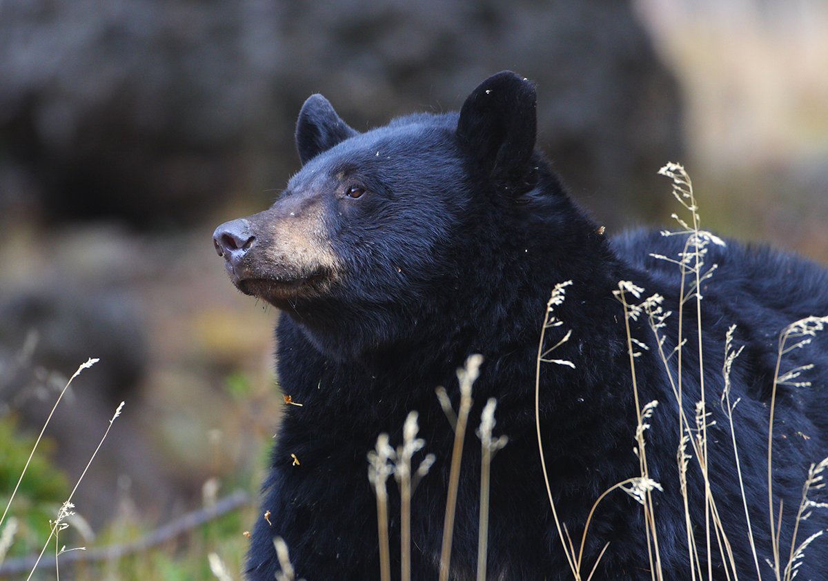 bear.gladish.yellowstone copy.jpg