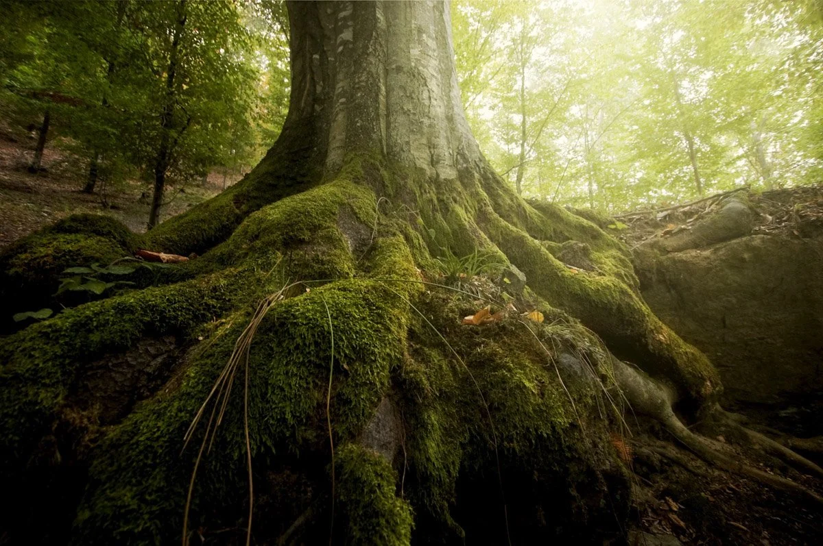 An Intimate Introduction to the Arc of Appalachia