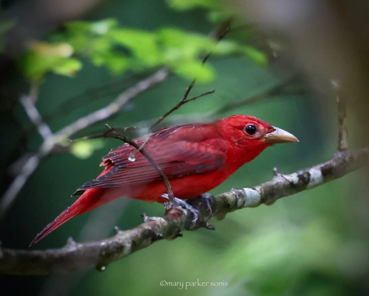 2024.09.24 summer tanager.jpg