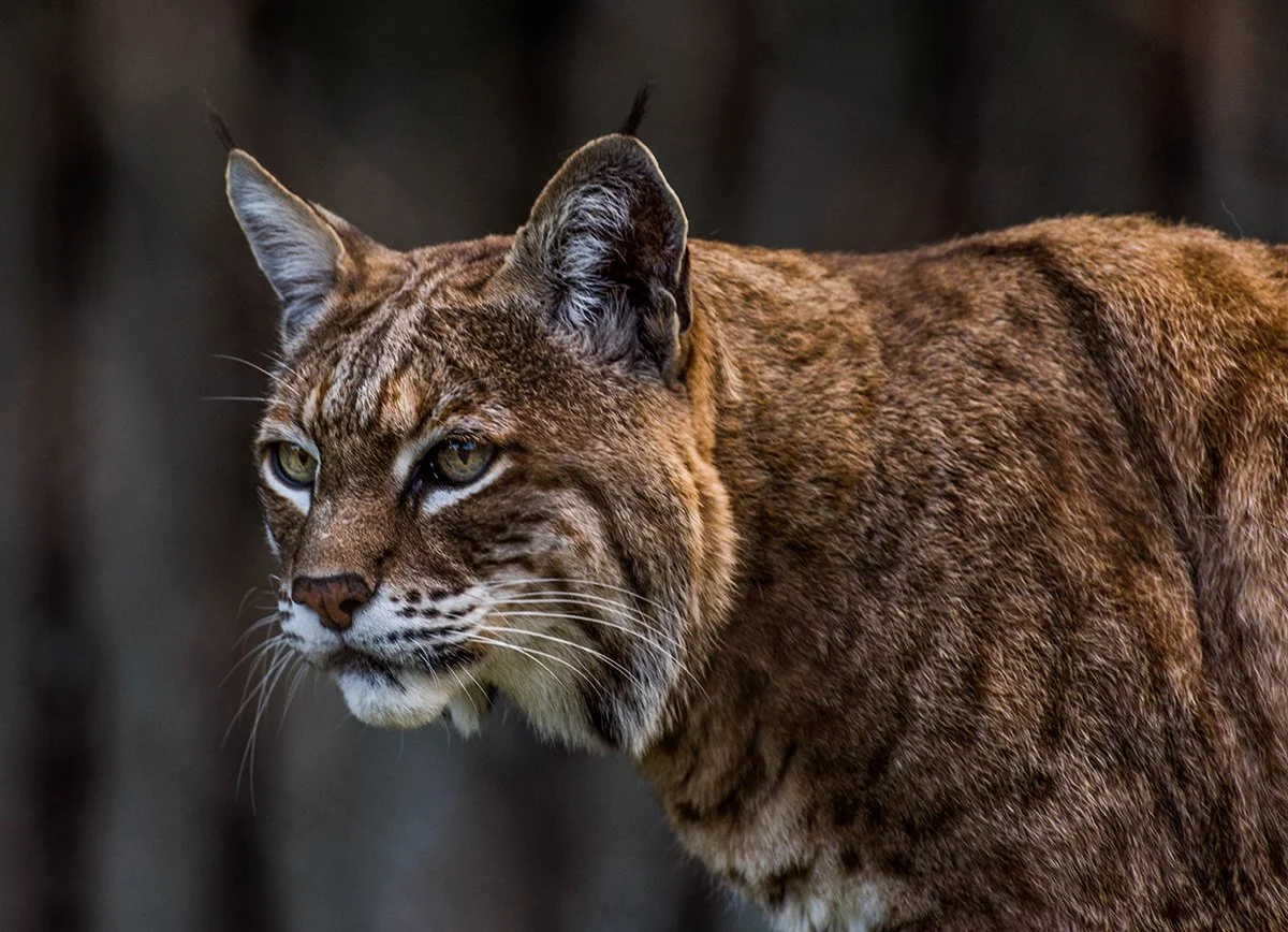 shutterstock_1059060461 bobcat copy.jpg