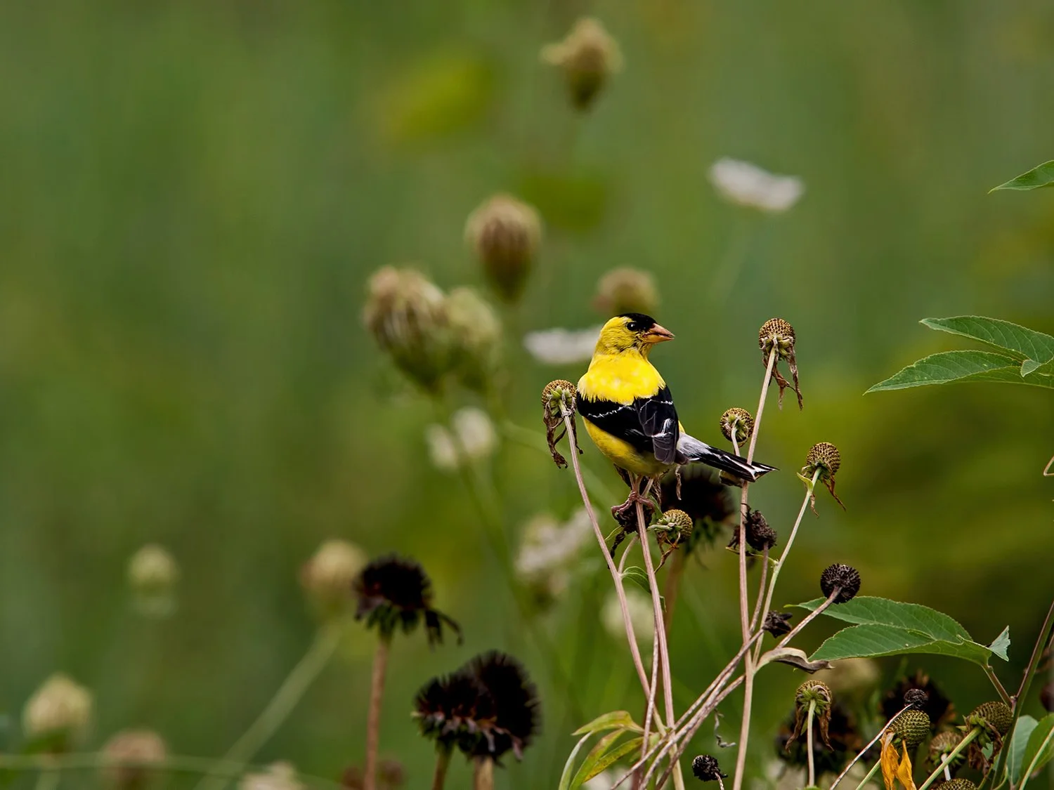 Goldfinch by Jerry Darymple