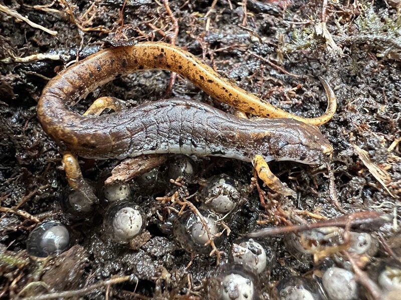 4-toed salamader Brit copy.jpg