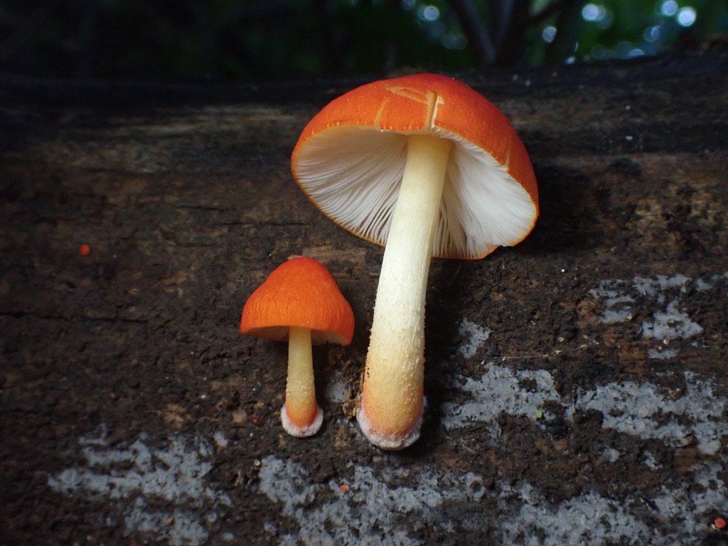 The Hidden World of Fungi