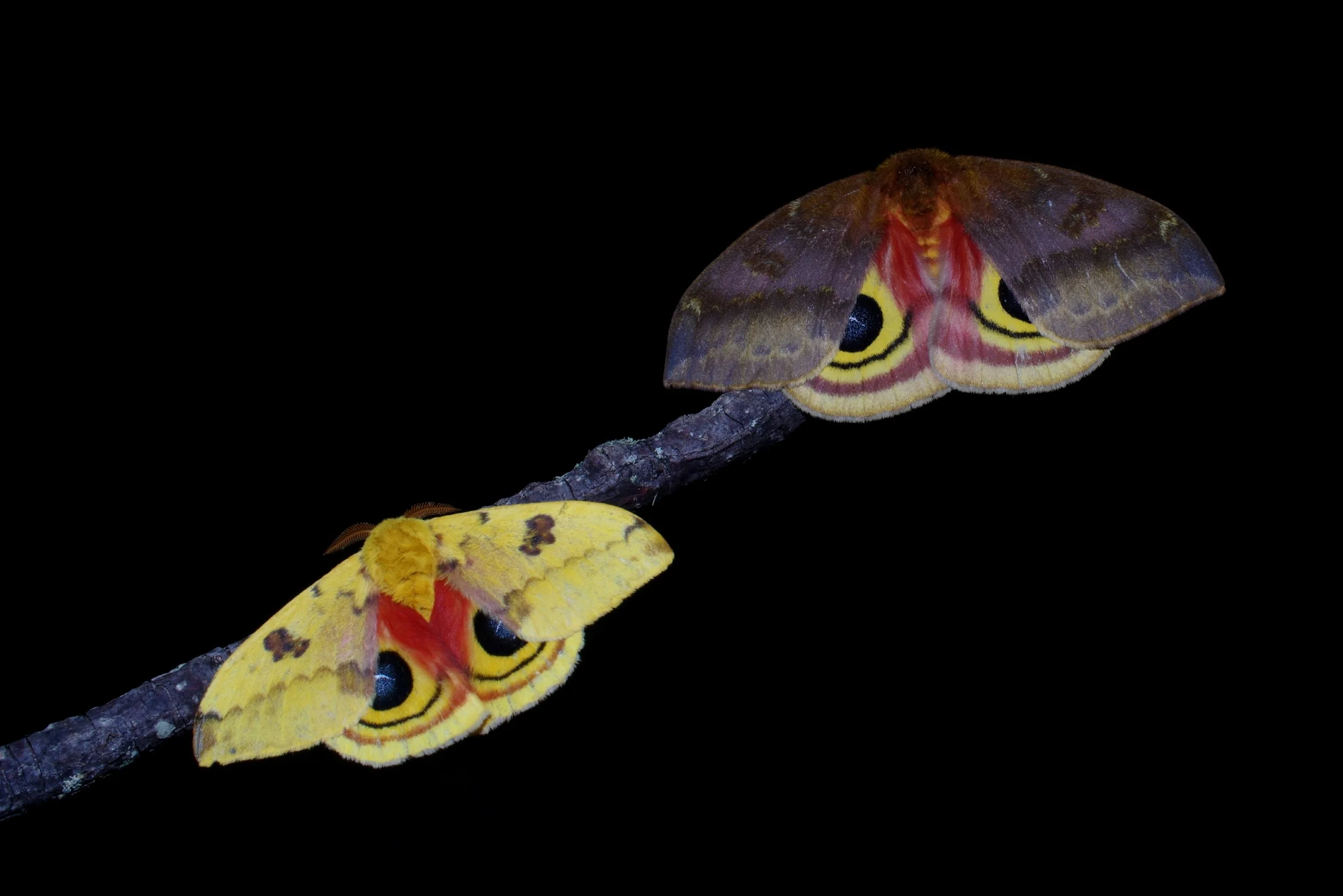 IO Moths 6-25-25-1.jpg