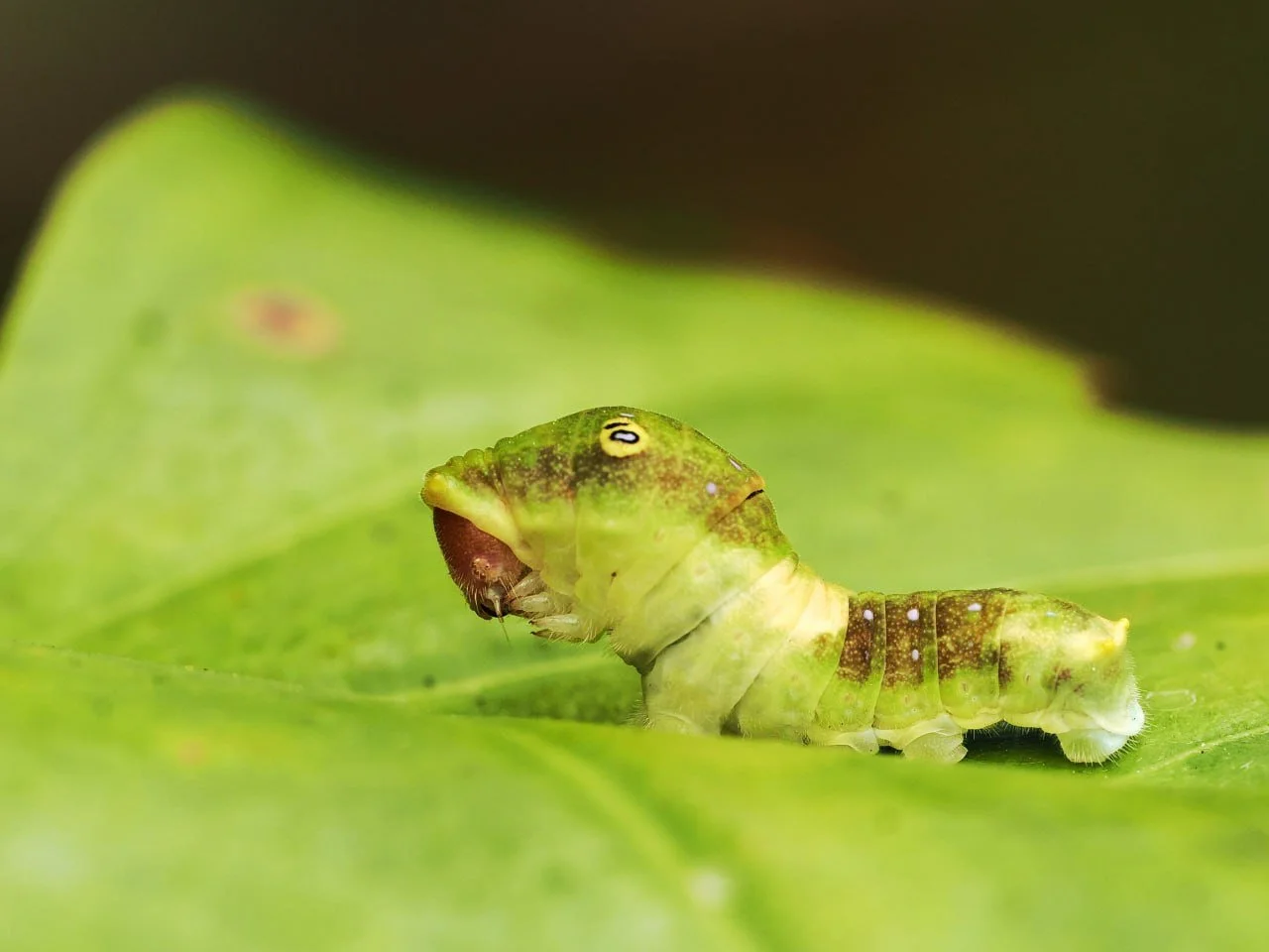 Close-up of a green caterpillar with a head resembling a snake resting on a green leaf.
