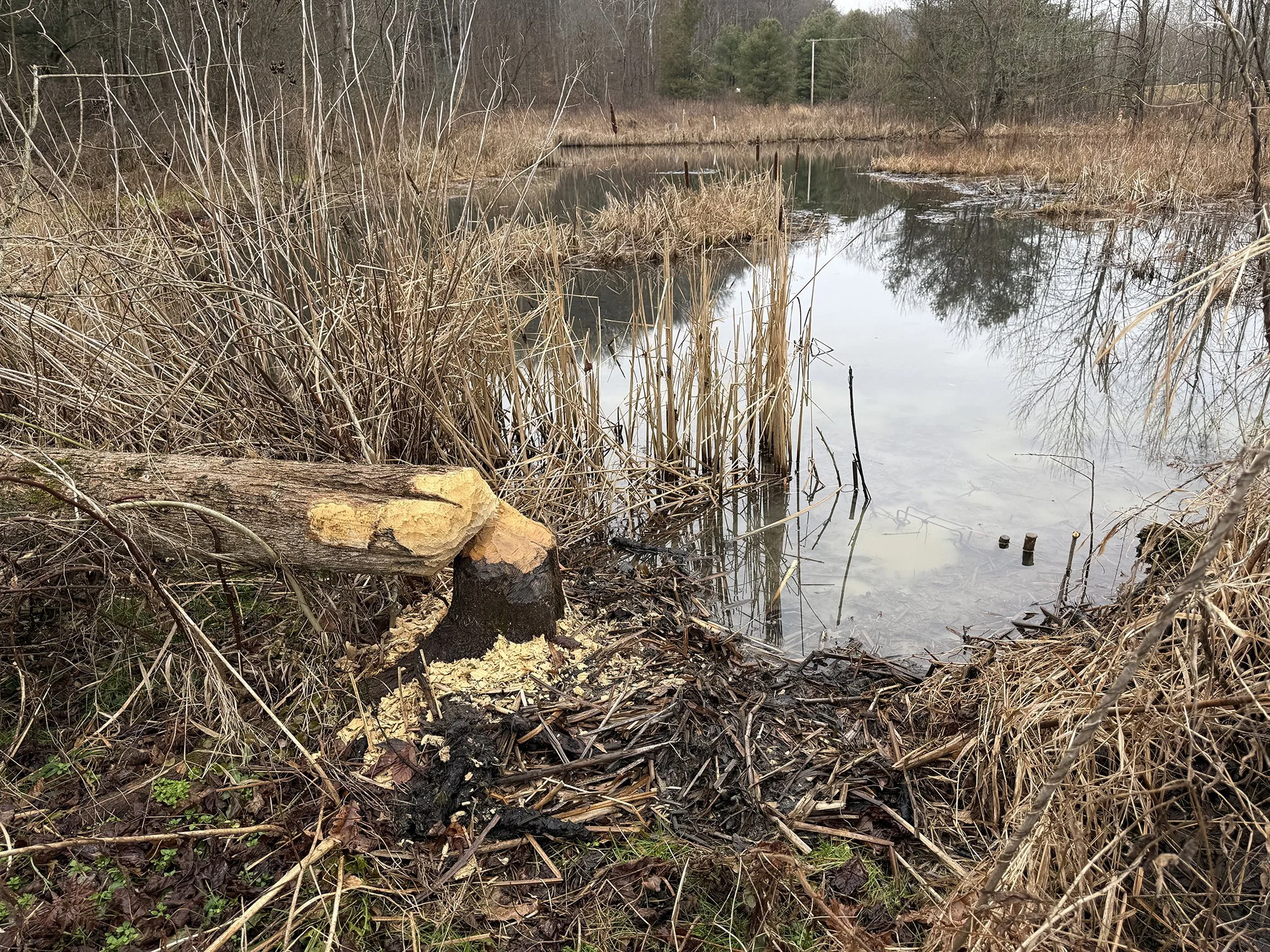 2026 Nancy S Mathias Grove (41) copy.jpg