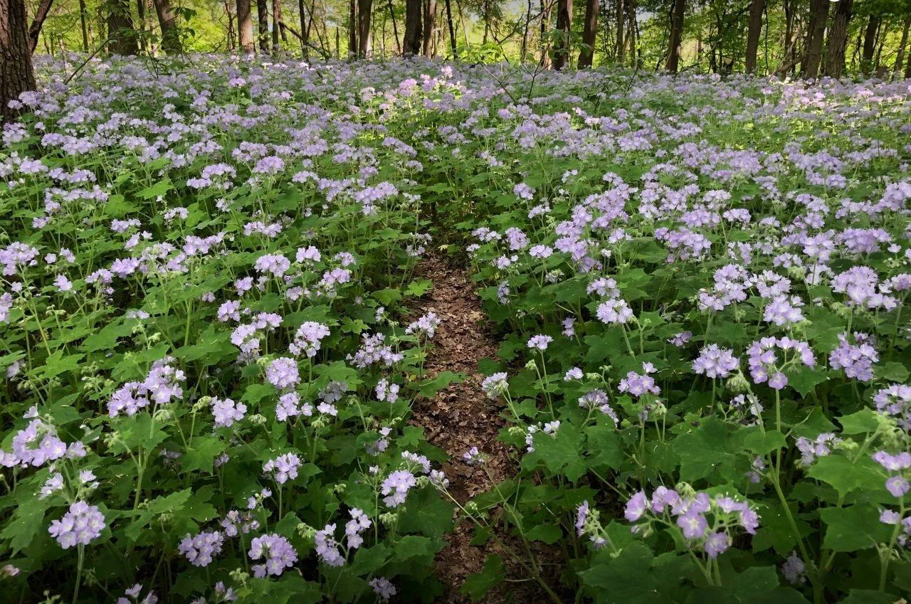 2022.05. late may barrier ridge k kilgore.JPG