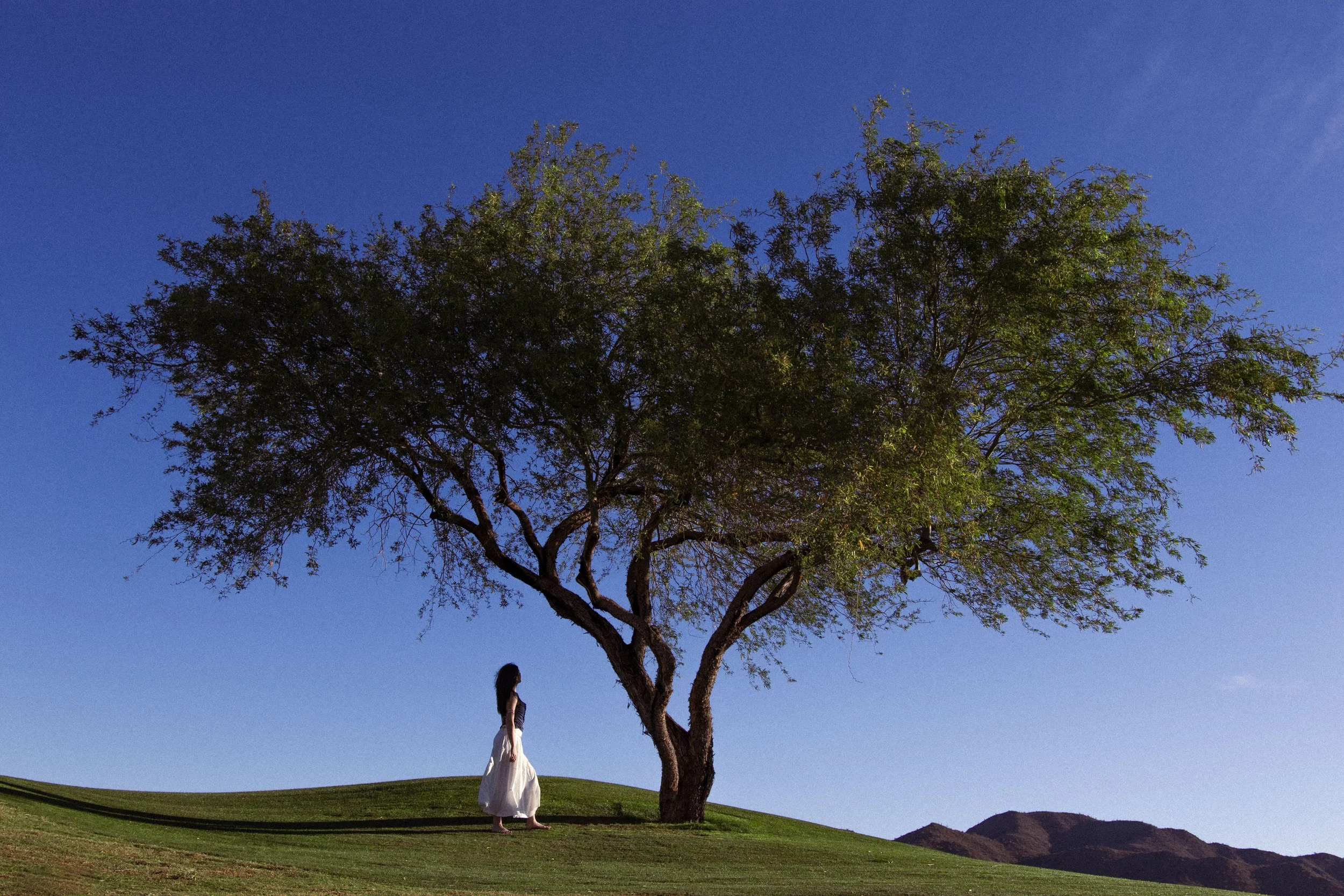 20260404_macyn_desert tree.JPG