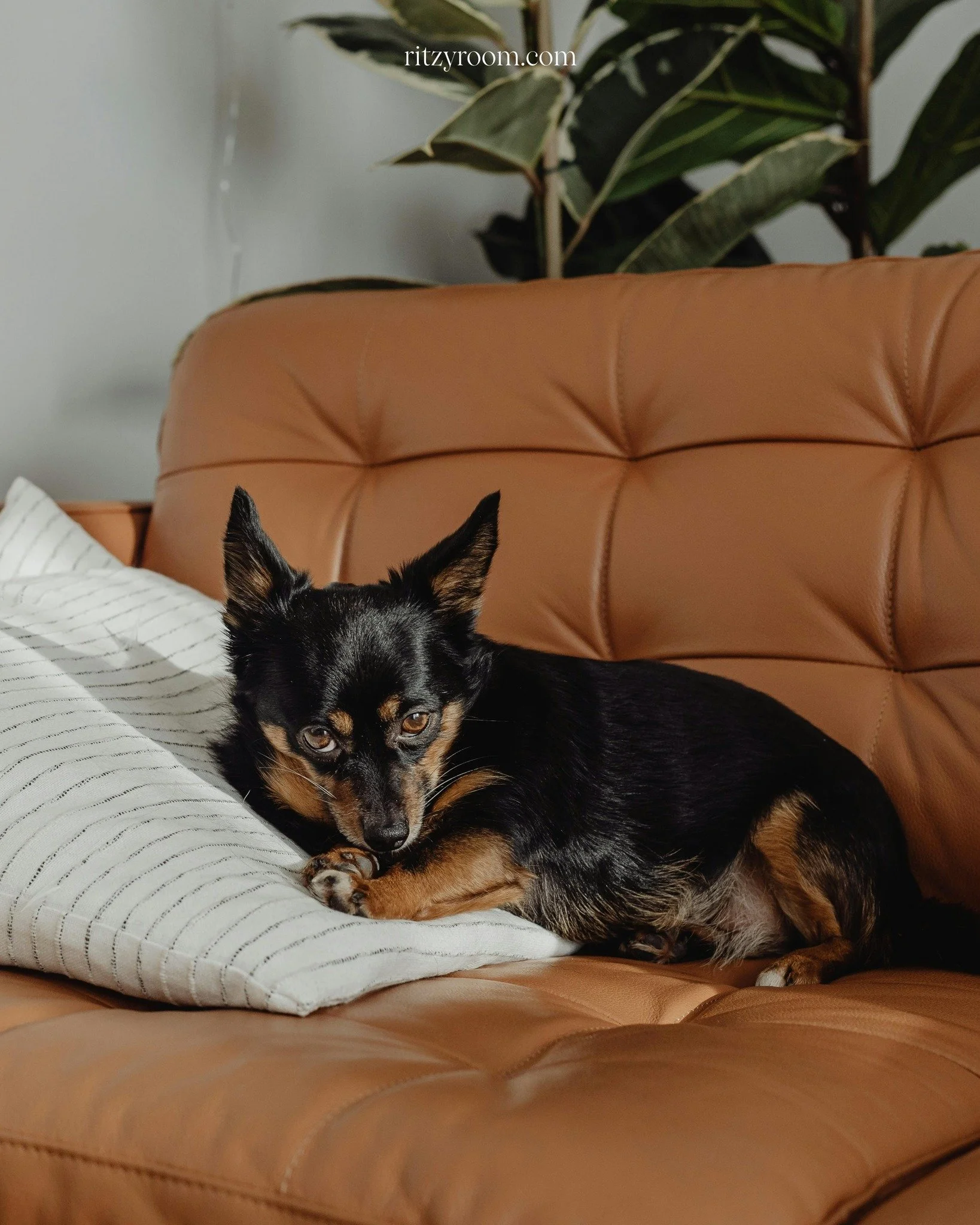 Bringing Fido to Dallas? 🐶 (Why not!) Some of our homes allow pets, with dog-friendly walks (Thompson Trail at White Rock Lake) just outside your door. We&rsquo;ll even supply bowls and treats on request. Your four-legged fan will love the roomy bac