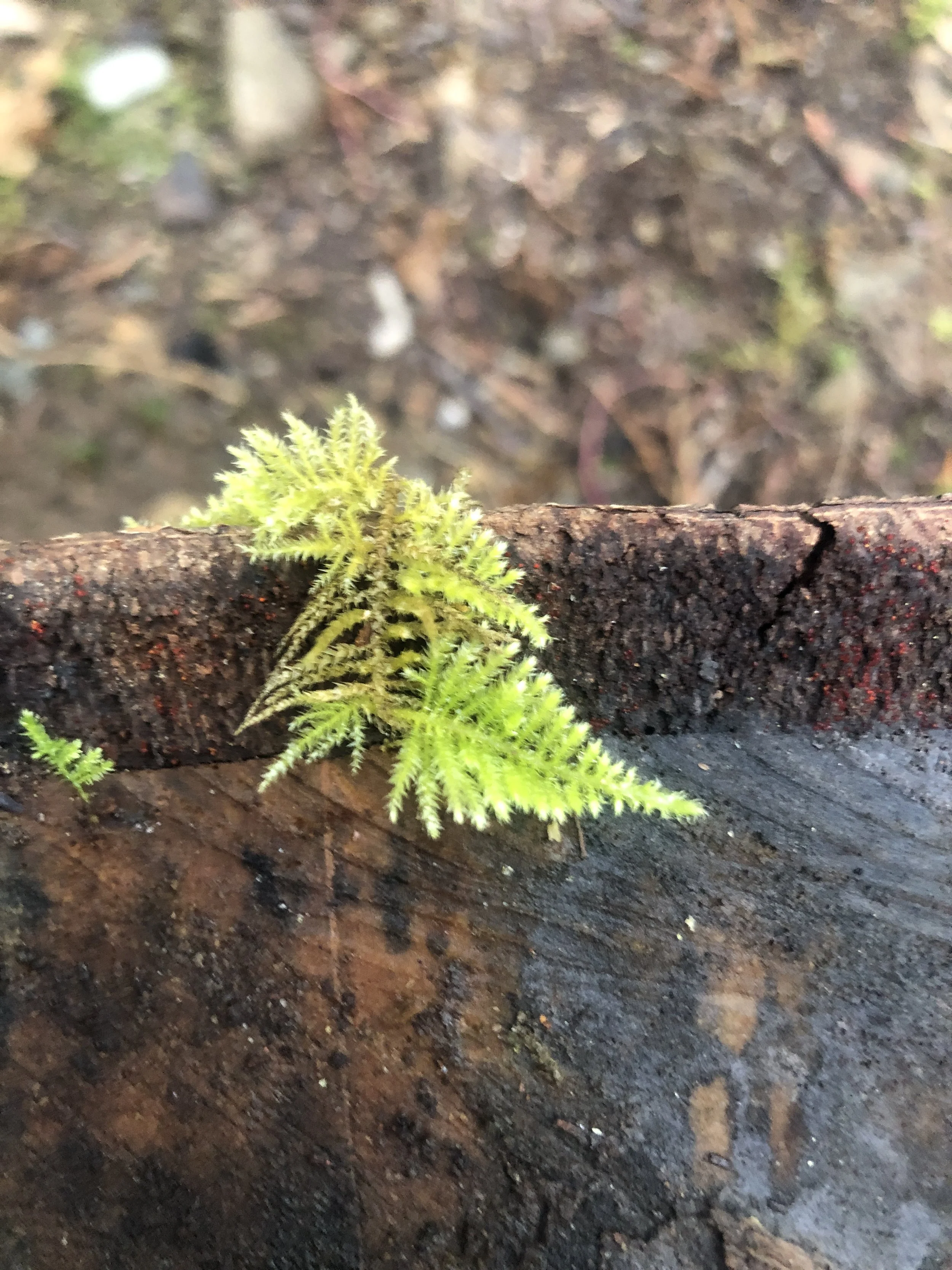 a love letter to moss