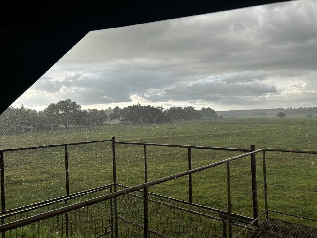 a love letter to cattle