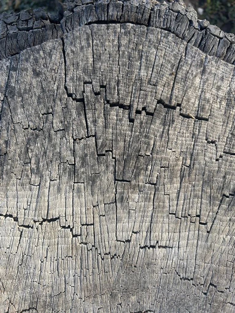 a love letter to panic