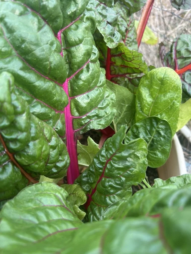 a love letter to the garden