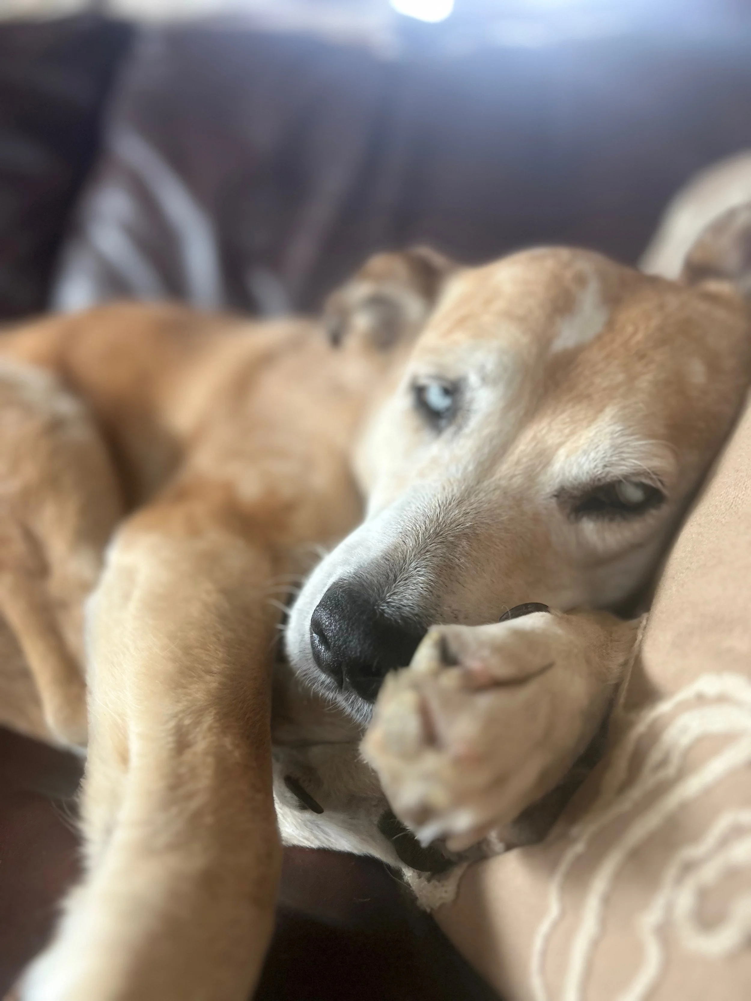 a love letter to my dog’s sigh