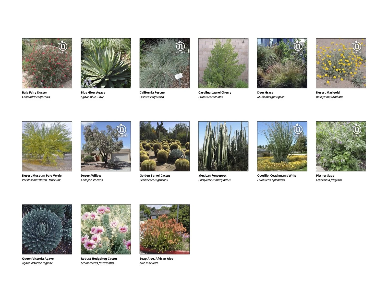 El Sereno_Plants P_ Front yard.jpg