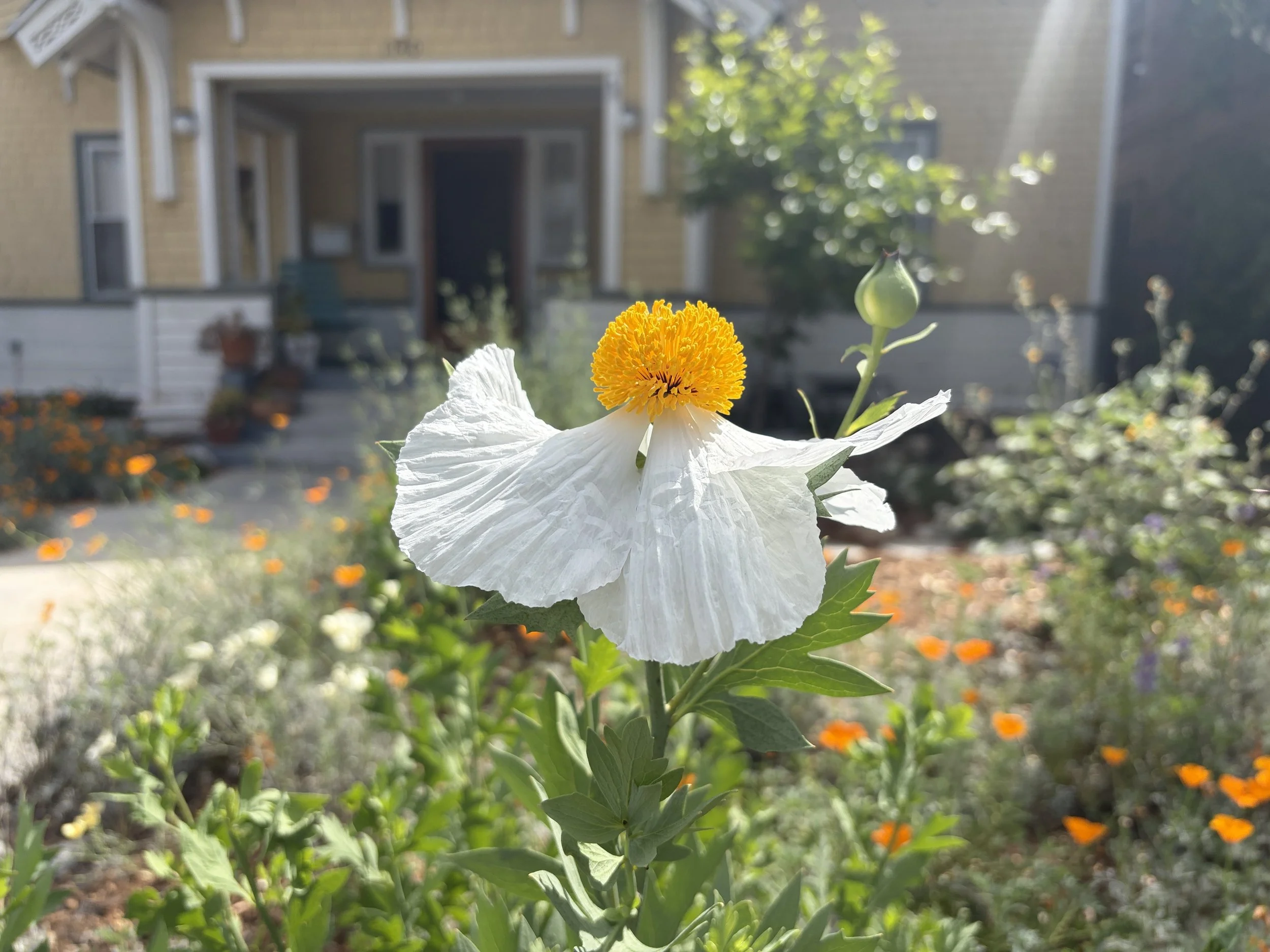 Close-up of a Matilija poppy with yellow house in background.