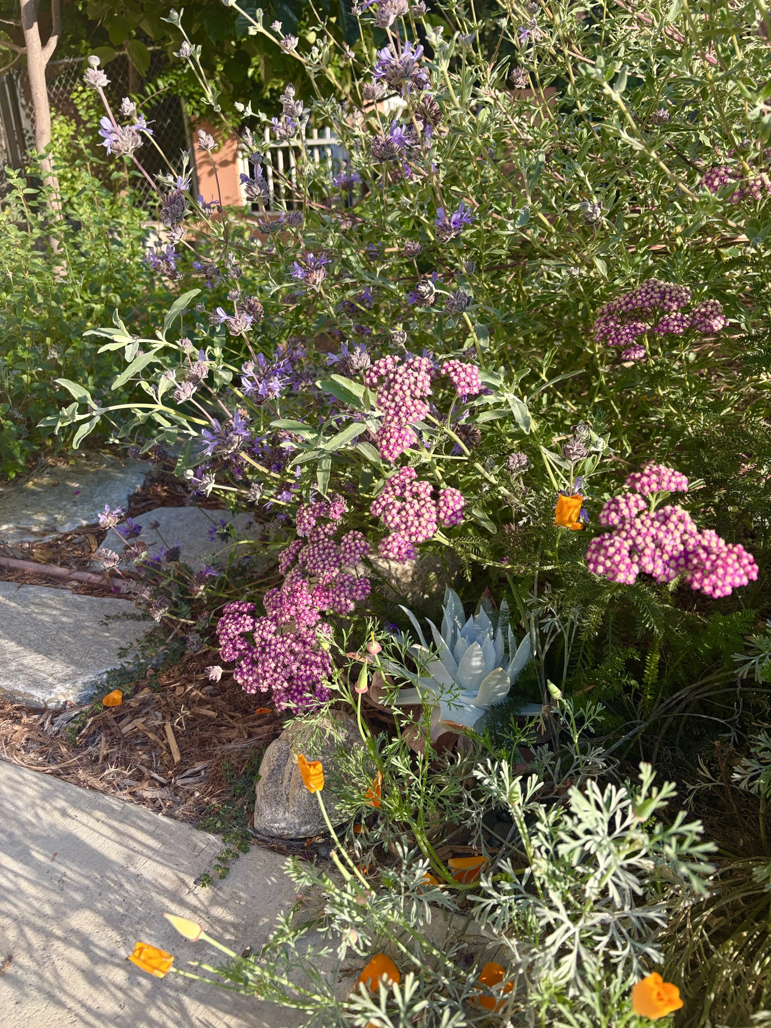 IMG_2495 2.JPG