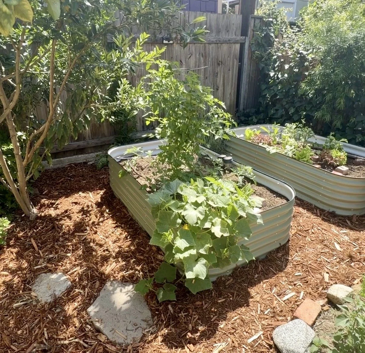 A small garden with two raised metal garden beds containing leafy green plants, surrounded by mulch, rocks, and trees with a wooden fence in the background.