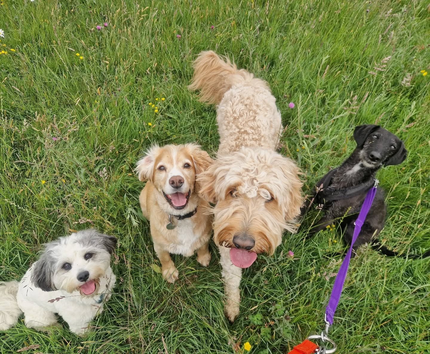 Mid-week monkeys 🐒 

#dogwalking #dogwalkingbusiness #dogsofinstagram #doglover #dogwalker #southboroughdogwalkers #southborough #tunbridgewellsdogwalker #highbrooms #Bidborough #Wednesday