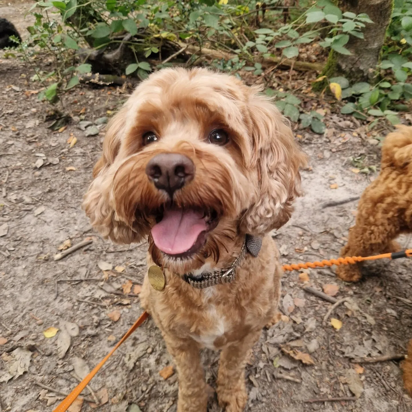 My last walk with this lovely boy today 💔

#dogwalkingbusiness #dogwalking #dogsofinstagram #doglover #cavapoo #tunbridgewellsdogwalkers #southboroughdogwalkers #Southboroughbusiness #southborough #tunbridgewells #tunbridgewellsdogs #dogs #mypack