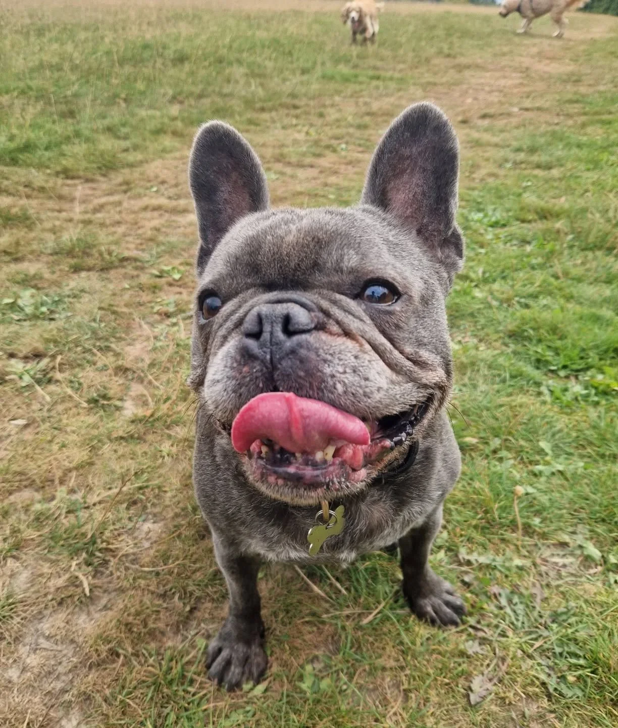 A lovely few days with Nelson whilst his regular walker is on holiday. 🏖

#dogwalkingbusiness #dogwalker #dogsofinstagram #doglover #frenchbulldog #Southboroughbusiness #southboroughdogwalkers #southborough #tunbridgewellsdogwalkers #tunbridgewellsd