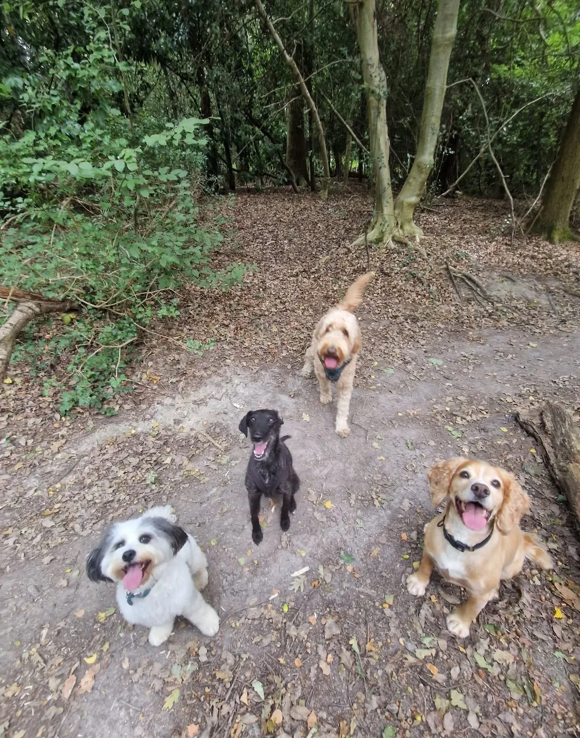 A Wednesday hobnob 👌

#dogwalkingbusiness #dogwalker #doglover #dogsofinstagram #doglover #Wednesday #dogs #dogwalking #tunbridgewellsdogs #tunbridgewells #Southboroughbusiness #southboroughdogwalkers #southborough #friends