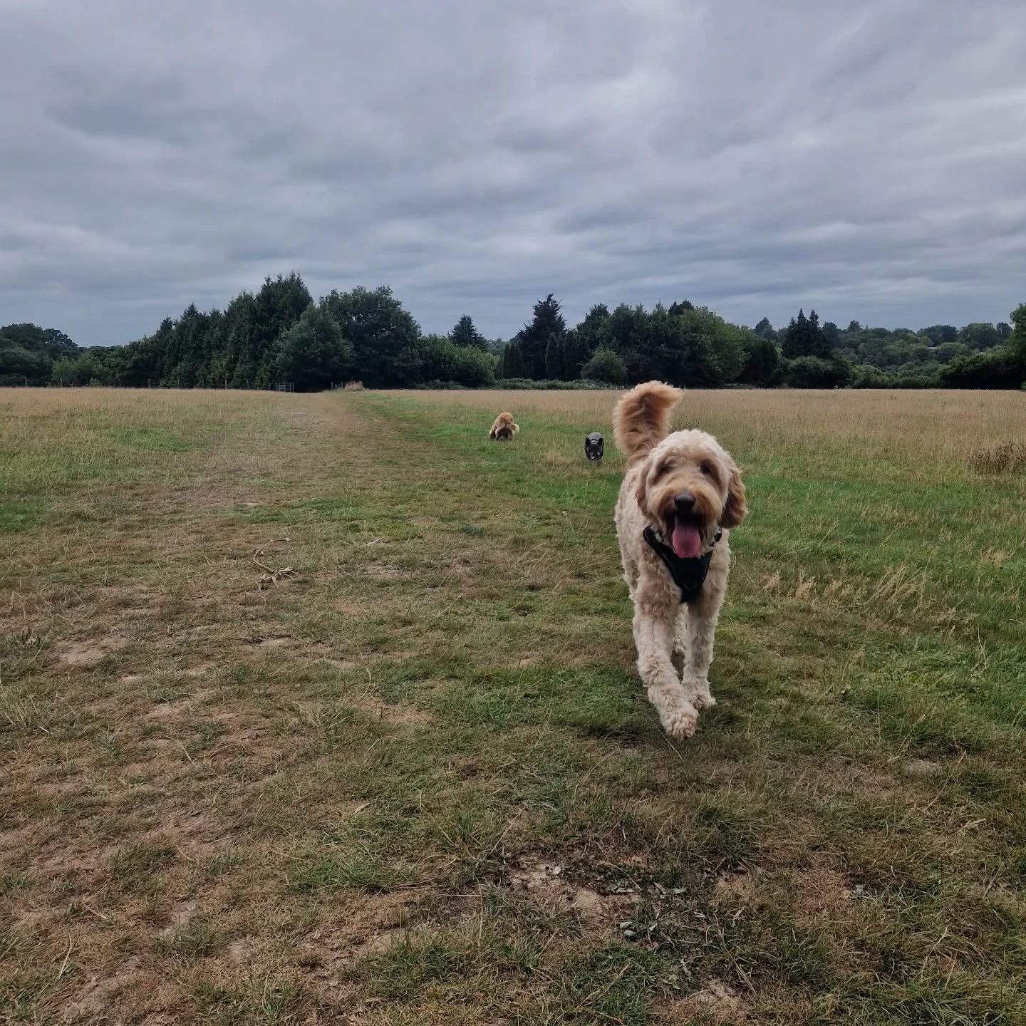 Flossy 🍭

#giantdoodle #dogwalker #dogwalking #dogwalkingbusiness #southborough #southboroughdogwalkers #tunbridgewellsdogwalkers #tunbridgewellsdogs #tunbridgewells #doglover #dogsofinstagram #dogs