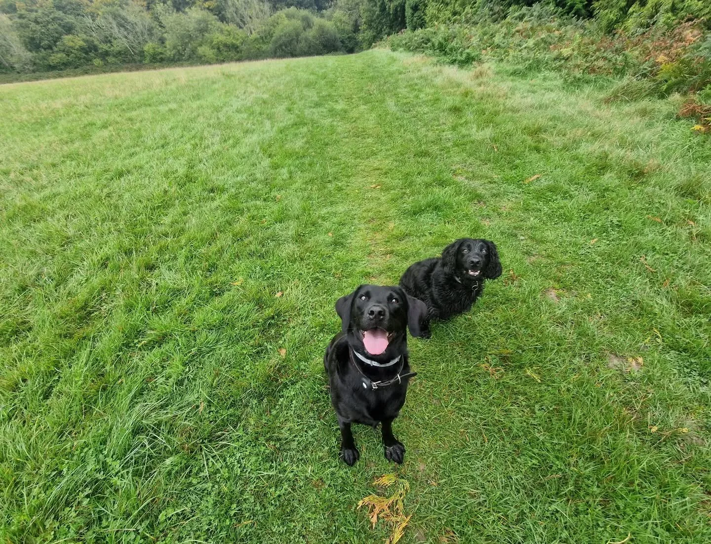 Happy Saturday from these two lovely pooches. 🖤

#dogwalking #dogwalkingbusiness #adhocwalks #weekendwalks #dogsofinstagram #doglover #spaniel #labrador #southboroughdogwalkers #tunbridgewellsdogwalkers #kentdogs #dogsofinstagram