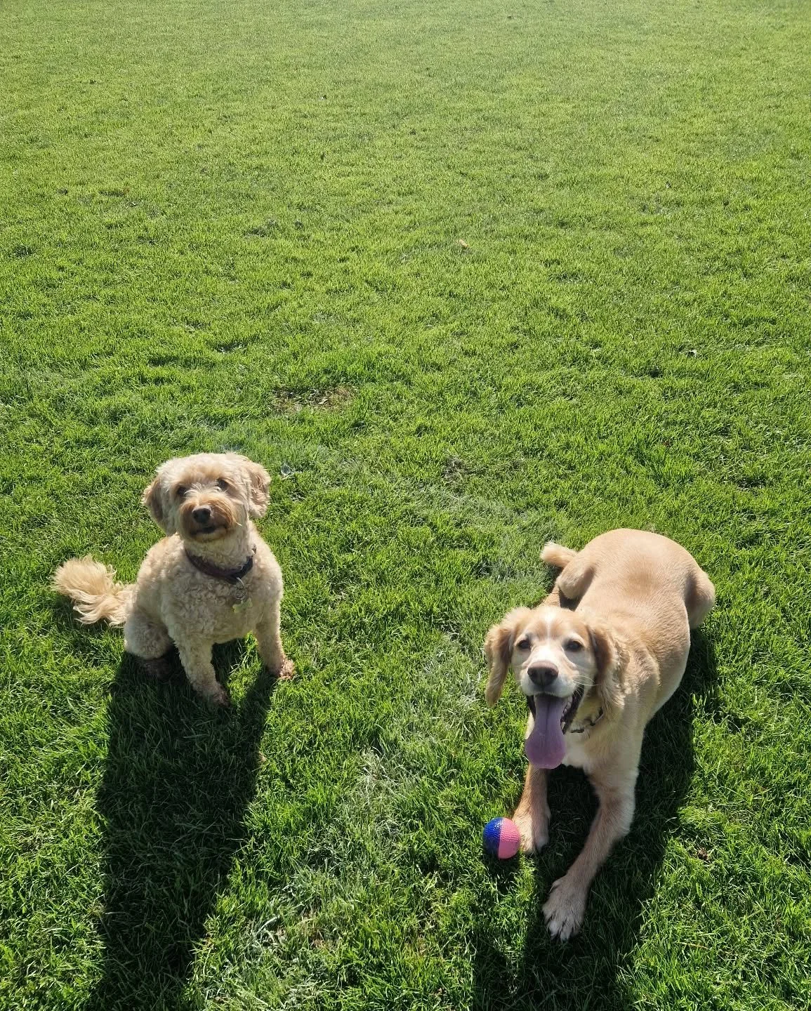 A Hattie hang 🧡

#dogwalkingbusiness ##dogwalking #dogsofinstagram #doglover #dogs #tunbridgewellsdogwalkers #tunbridgewellsdogs #southboroughdogwalkers #southborough #dogfriends #dogwalker #adhocwalks