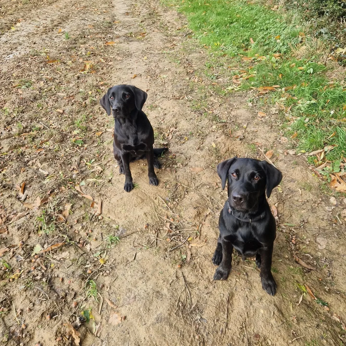 These two 🥰🖤

#dogwalker #dogwalking #dogwalkingbusiness #labrador #doglover #dogsofinstagram #tunbridgewellsdogwalkers #tunbridgewellsdogs #tunbridgewells #tunbridgewellsmums #adhoc #adhocdogwalking #weekend #dogs