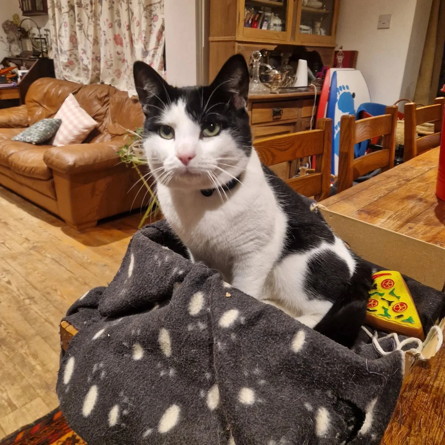 We ❤️ cats too 

#herbdogservices #Southboroughbusiness #cats