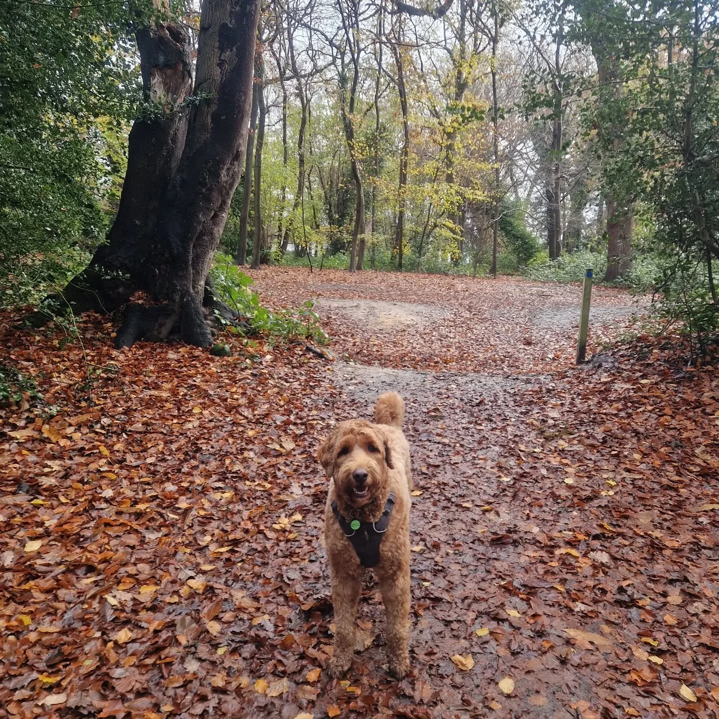 A lovely adhoc walk with Cooper today 🍂