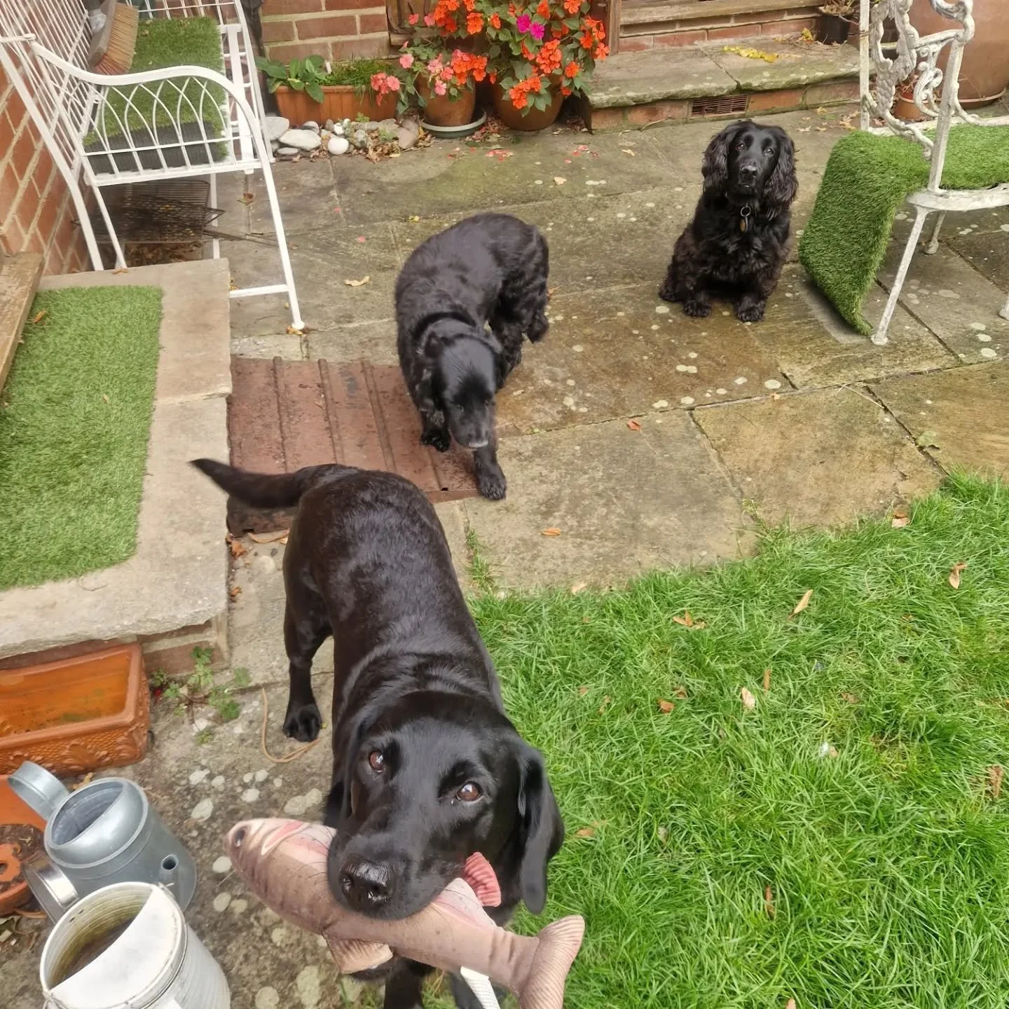 Furriends, lately. 🧡

#dogwalking #dogsofinstagram #catsofınstagram #doglover #tunbridgewells