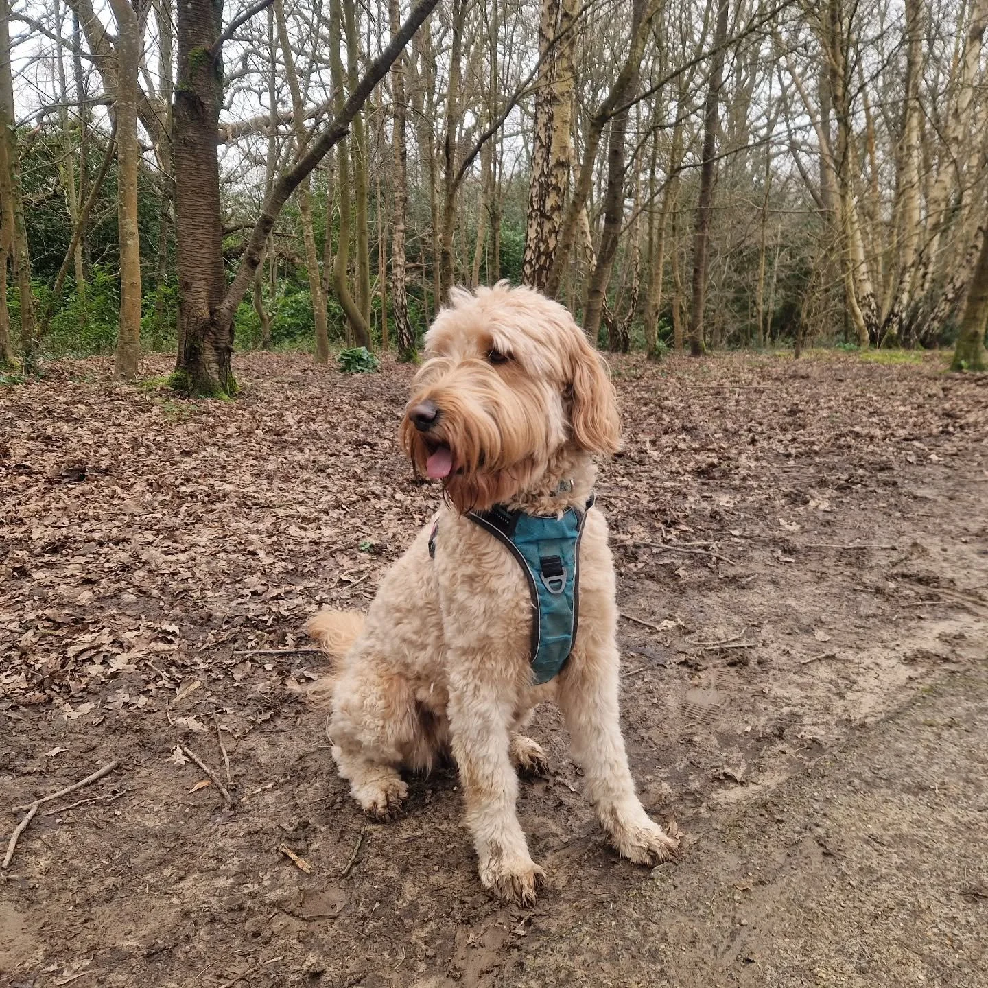 Friday Floss 🧡

#dogsofinstagram #southborough #dogwalker #tunbridgewells #doglover