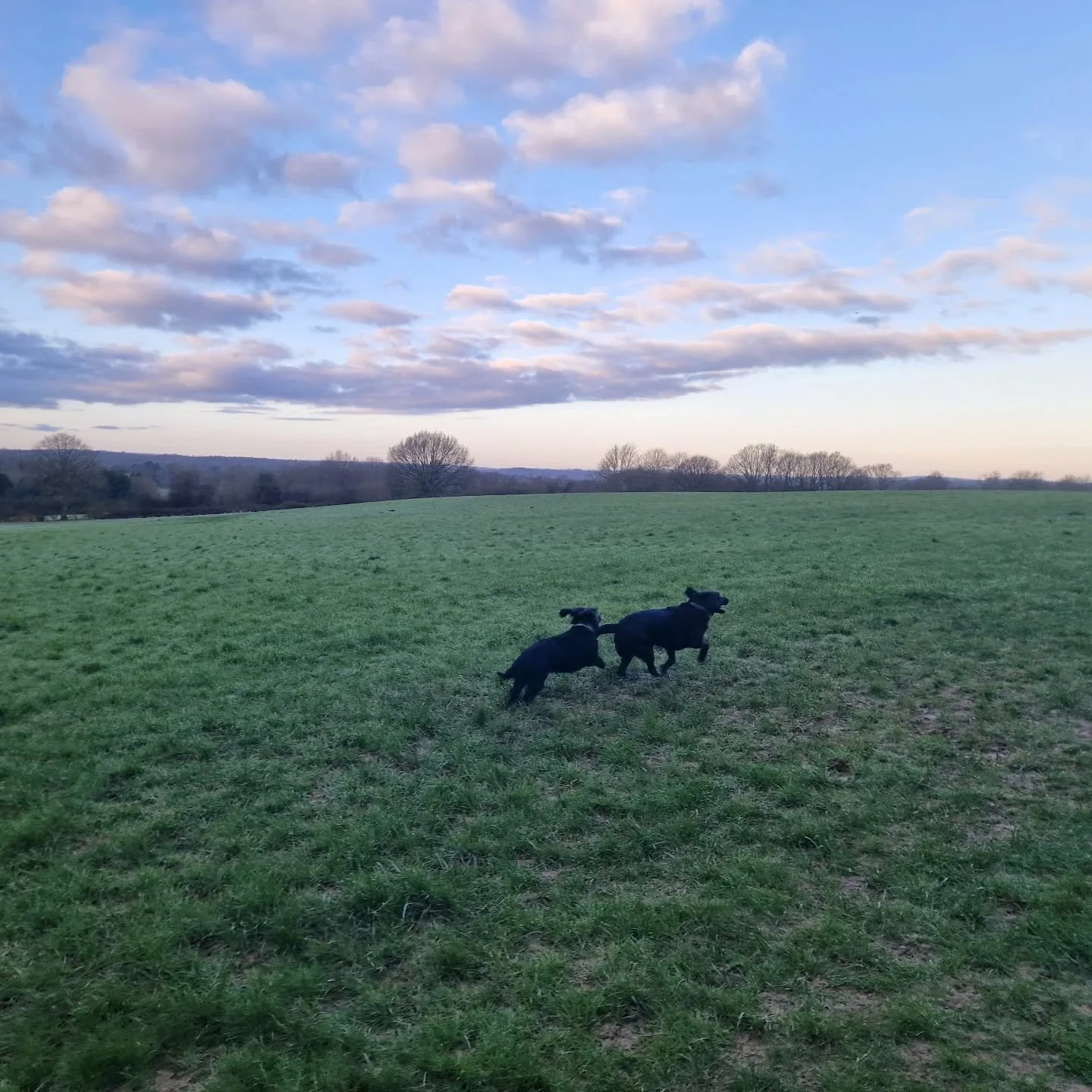 Spring walks are just 👌👌👌

#dogwalking #doglover #spring