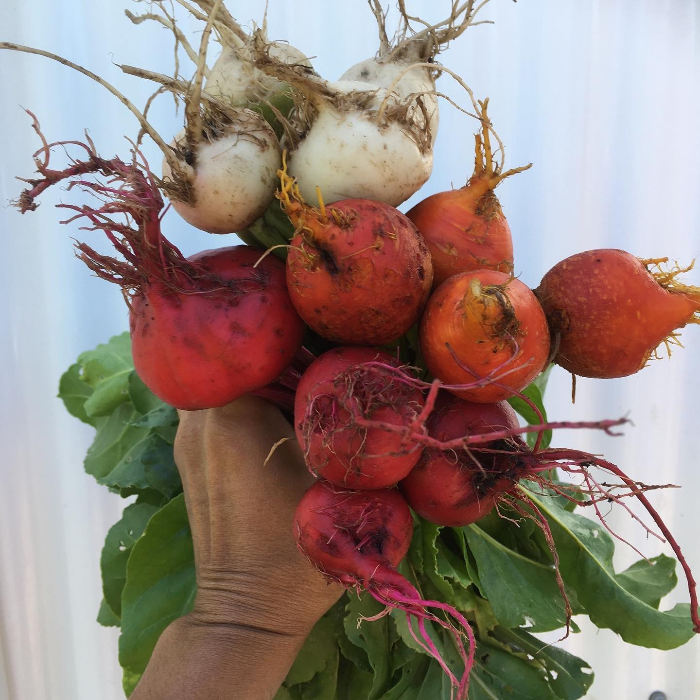 Beets.jpg