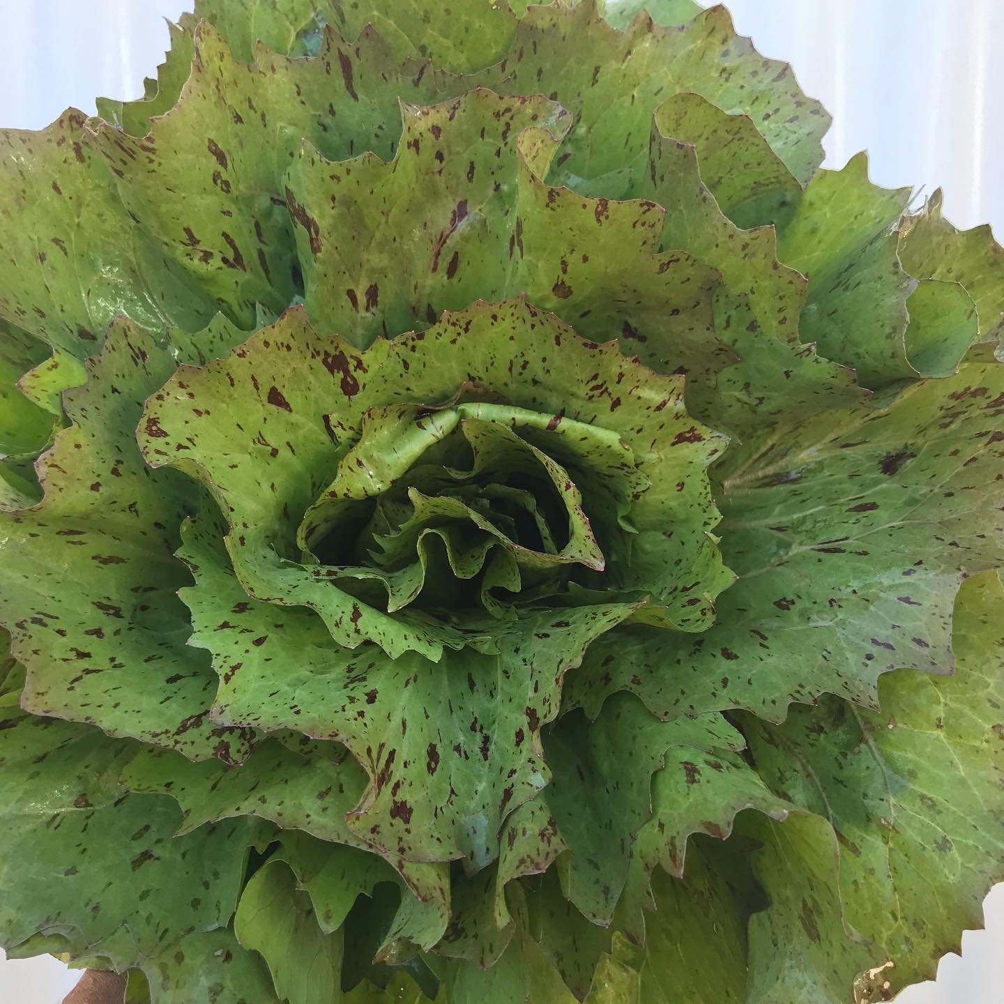 Radicchio