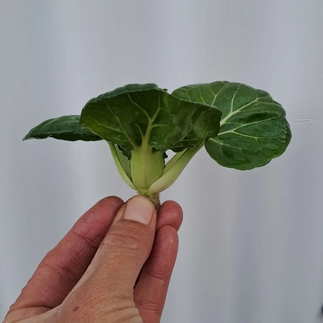 mini pac choi.jpg