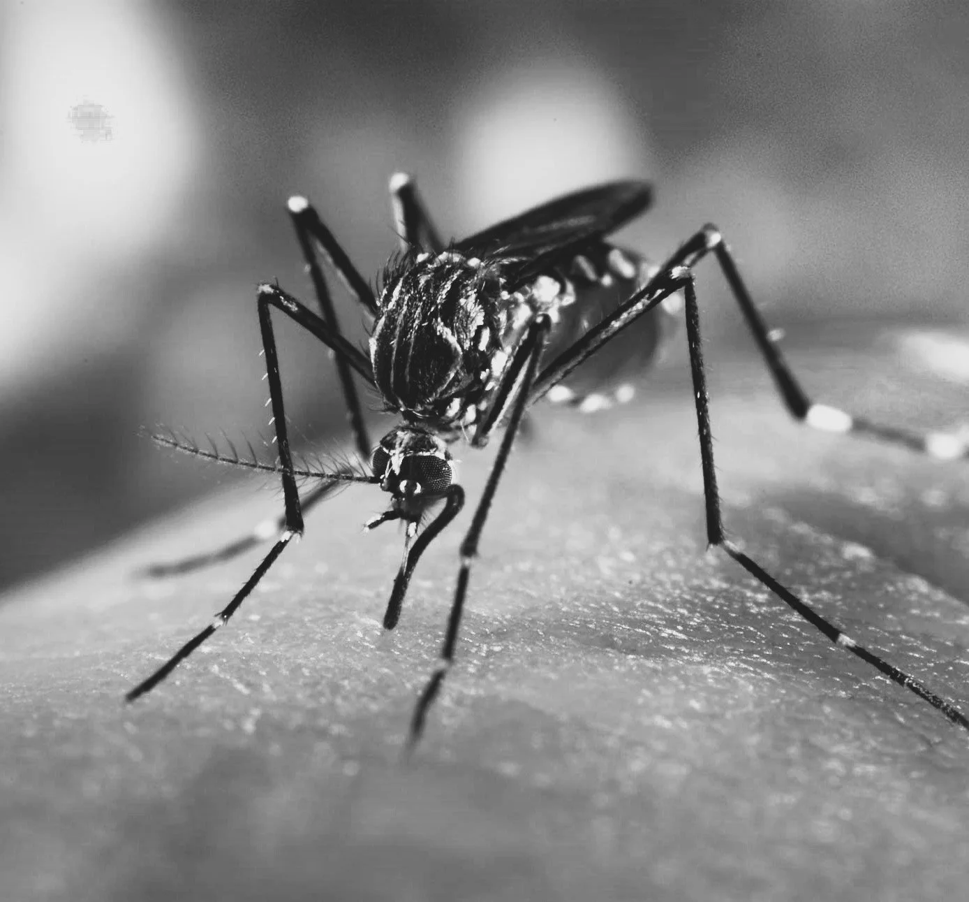image_4056e-Aedes-aegypti.jpg