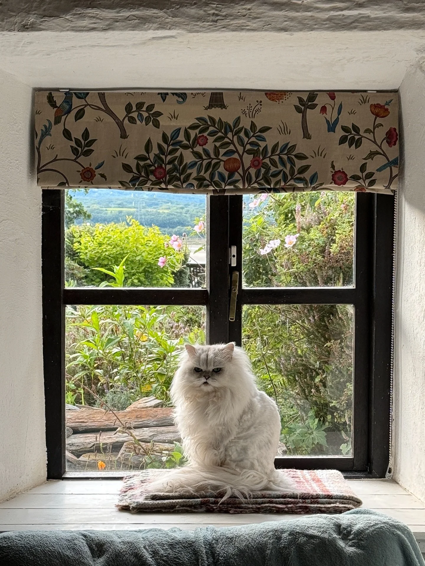 Summer at the cottage looks like (idyllic version + DIY version)

🌞🐈🐈🌸💻✍️📖🌱

We haven&rsquo;t really touched the back of the house so I just squint and avert my eyes when I go in the kitchen, bathroom and guest bedroom. Next on the fixer-upper