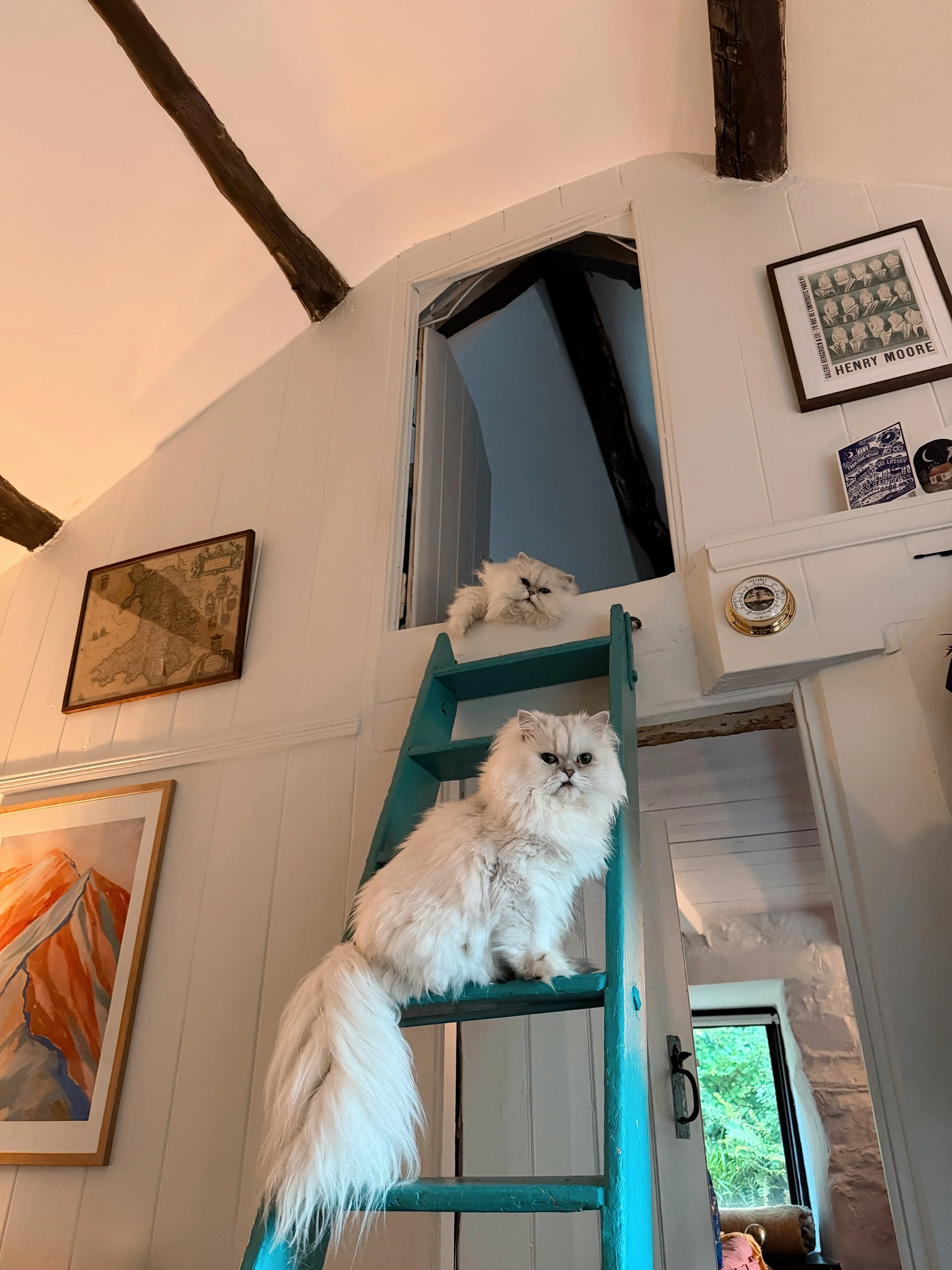Camera roll from July 🎞️ Cats in a crogloft, cats in a pantry, hazy light, sheep, sunsets and Welsh lakes. An untouched rusting kitchen. And possibly the palest legs you&rsquo;ve ever seen. They run in my family &mdash; only my sister escaped the ge