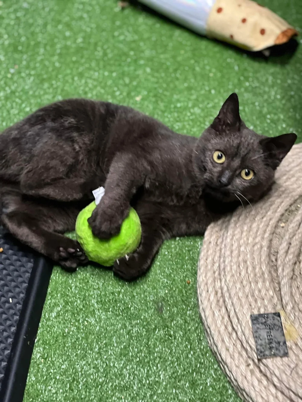 Our Mission — Black Cat Animal Rescue