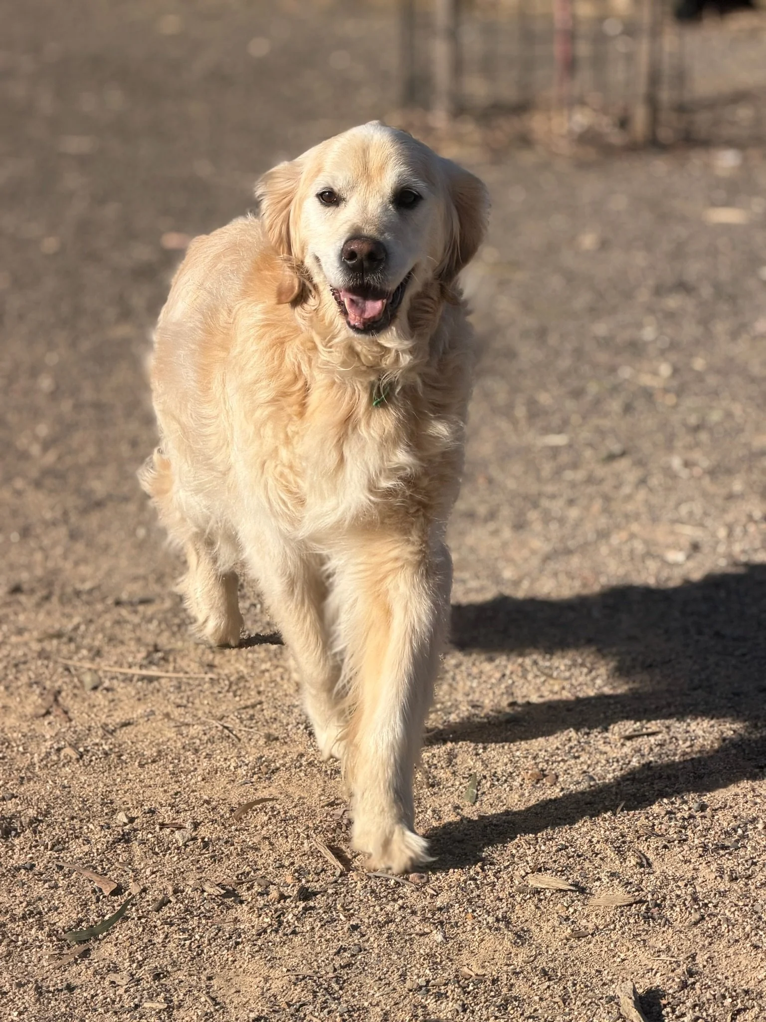 Gorgeous13 year old Golden Retriever Lenny with huge smile on his face at the dog park